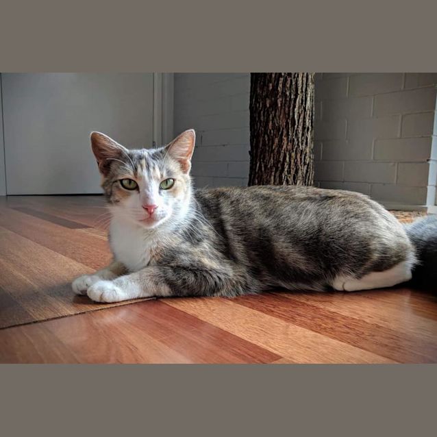 Photo of Trixie 