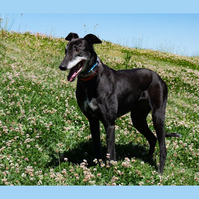 Photo of Zelda