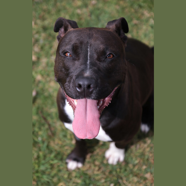 Photo of Coco   Am Staffy 15 Month Old
