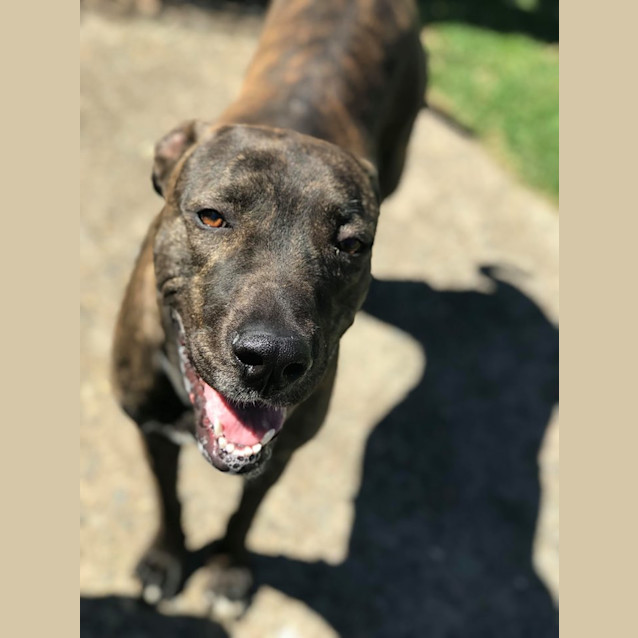 Photo of Skylar   Dane X 12 Months Old