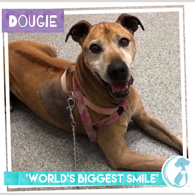 Photo of Dougie