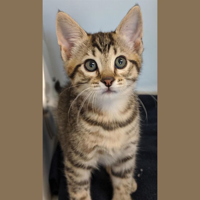 Photo of Acorn