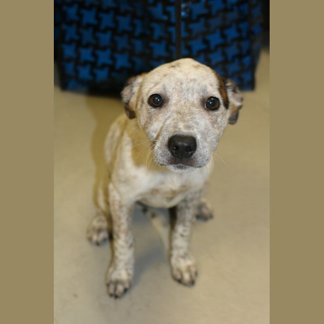 Photo of Ivory