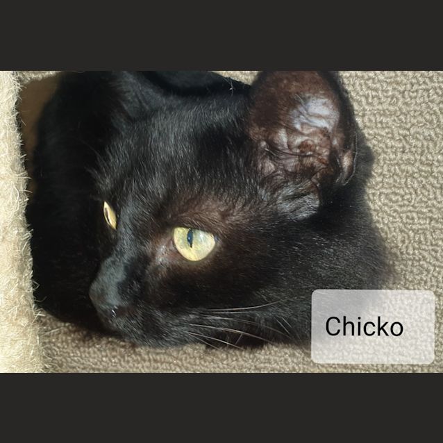 Photo of Chicko