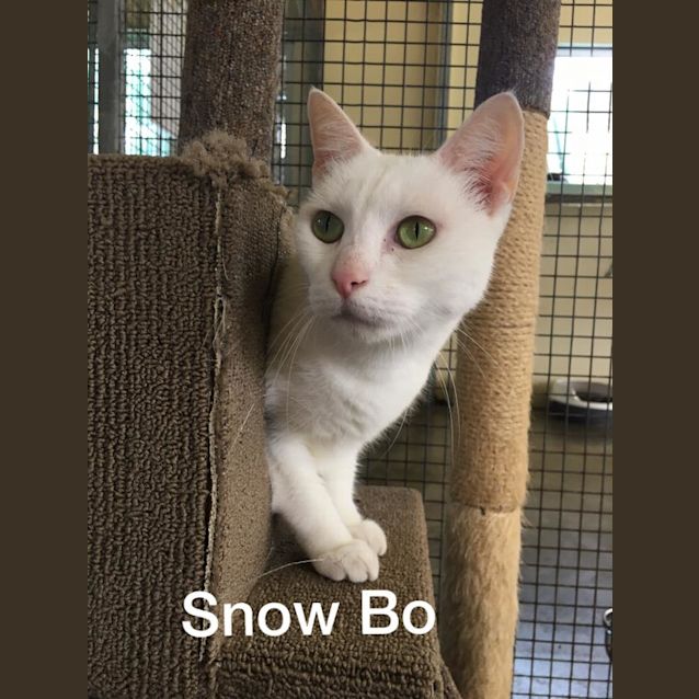Photo of Snow Bo