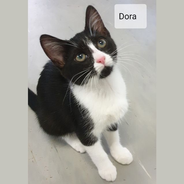 Photo of Dora