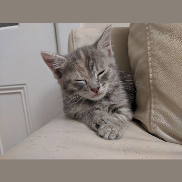 Photo of Circular Quay (One Of The City Circle Kittens)