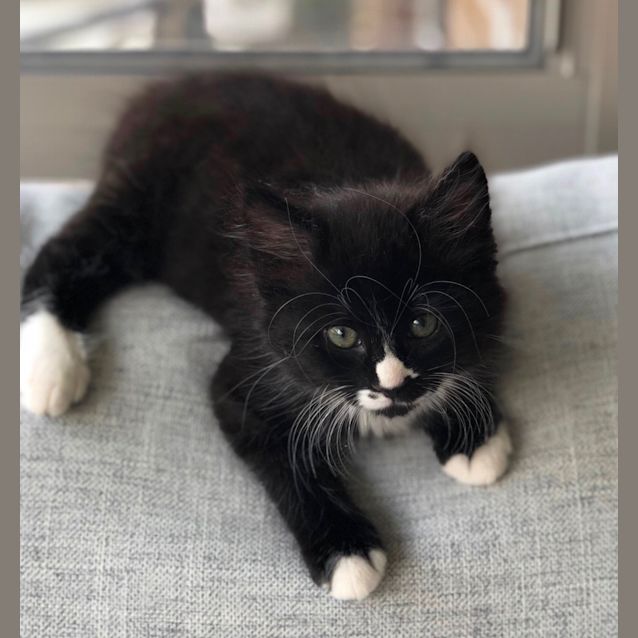 Photo of Mickey 🐼