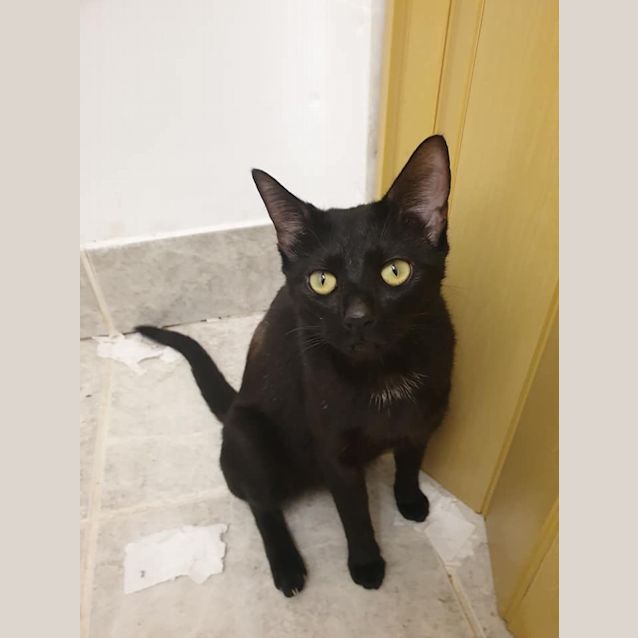 Photo of Dixie