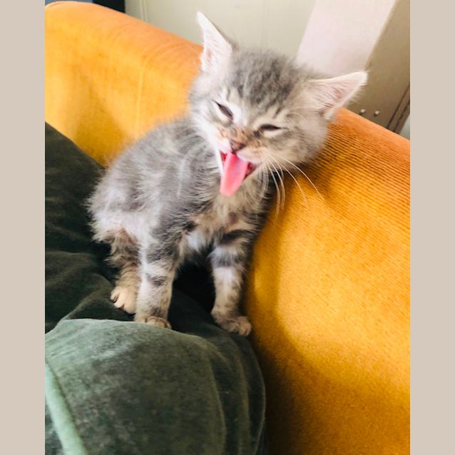 Photo of Lill   Available After 28th November