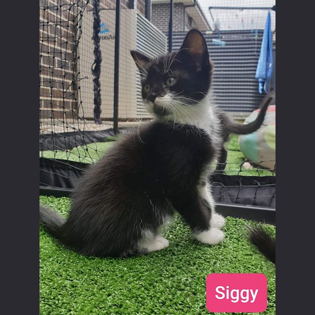 Photo of Siggy