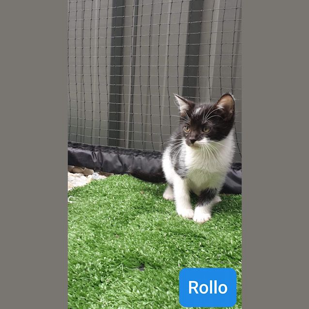 Photo of Rollo