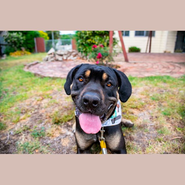 Photo of Sasha ~ 1 Year Old Mastiff X Rottweiler