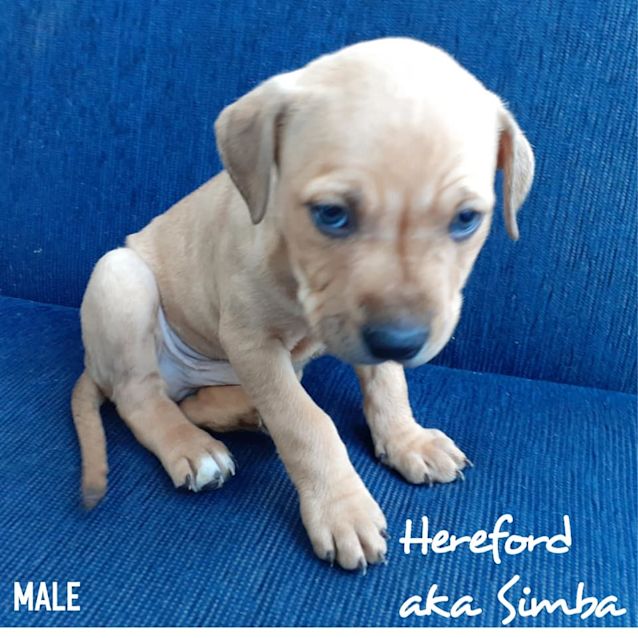 Photo of Staffy X Pup (Simba)
