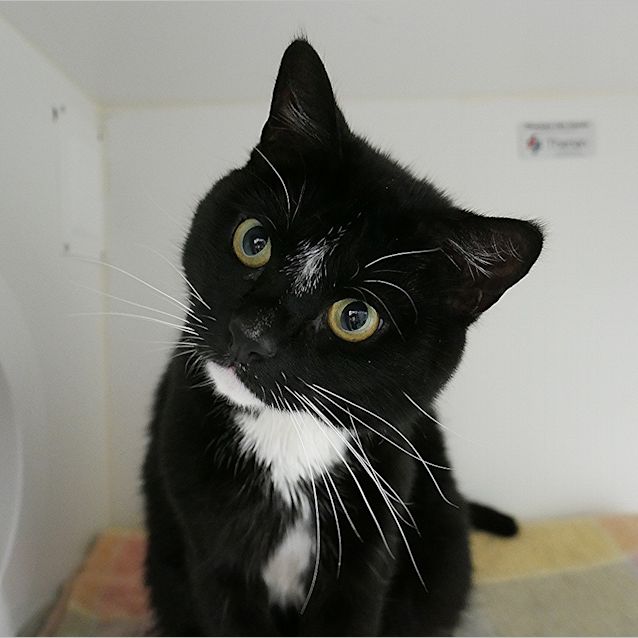 Photo of Peanut Sua004508