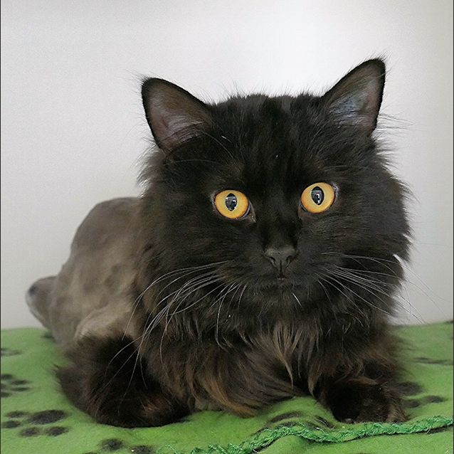 Photo of Milo Sua004496