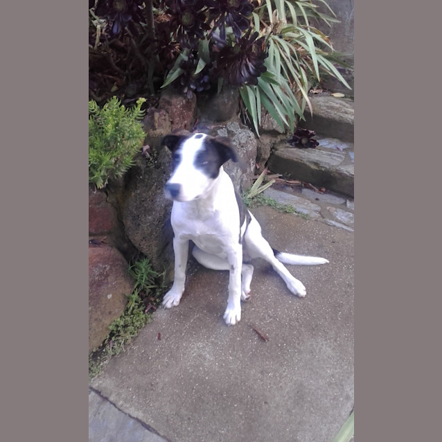 Photo of Obi
