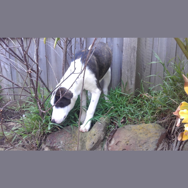 Photo of Obi