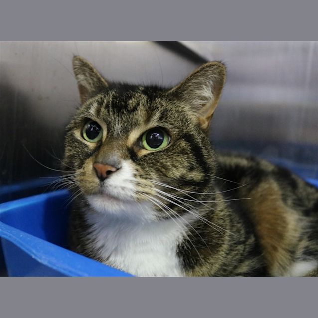 Photo of Tilly
