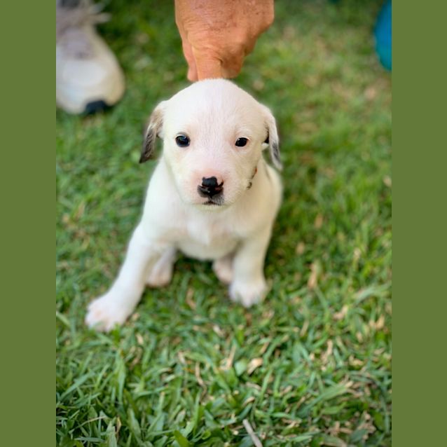 Photo of Pearl