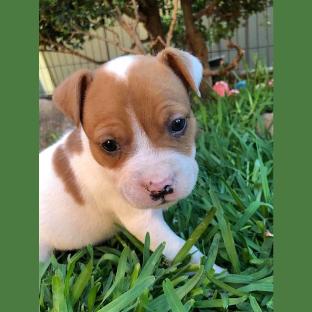 Photo of Finn 