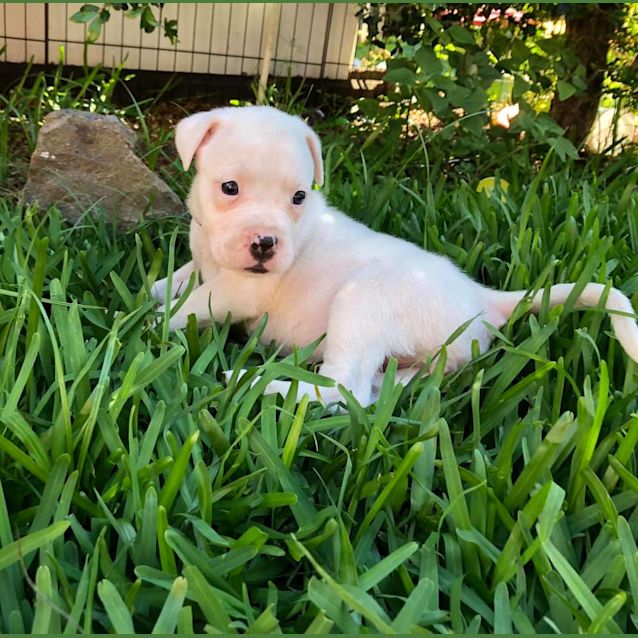 Photo of Leia 