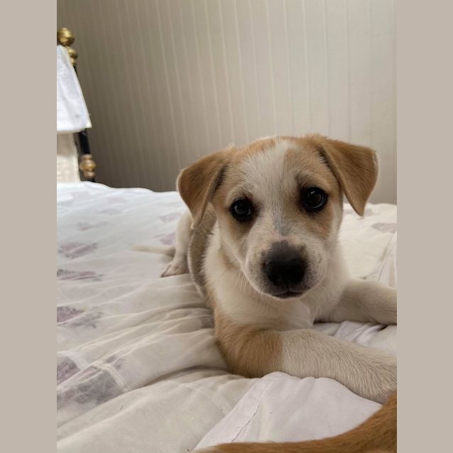 Photo of Pumpkin