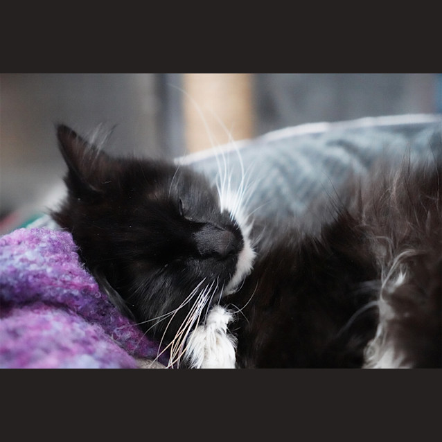 Photo of Daizy