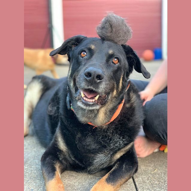 Photo of Rex