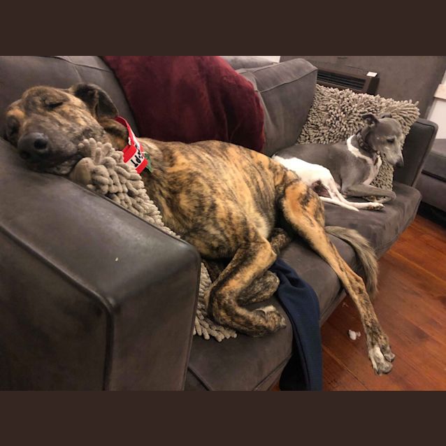 Photo of Reuben.   Melbourne 