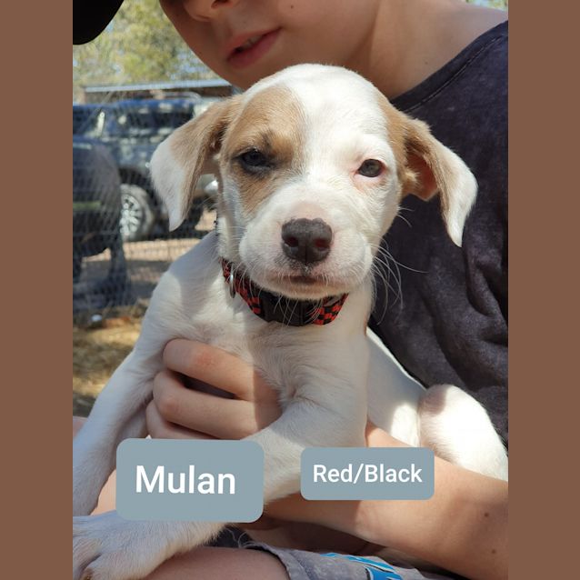 Photo of Mulan
