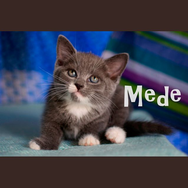 Photo of Mede