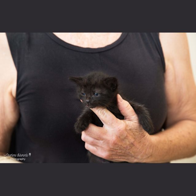 Photo of Mac ~ 8 Week Old Kitten