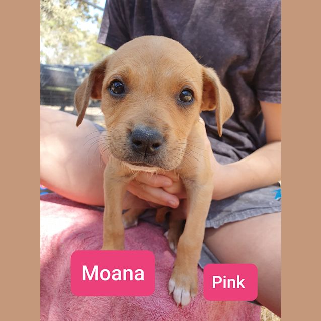 Photo of Moana