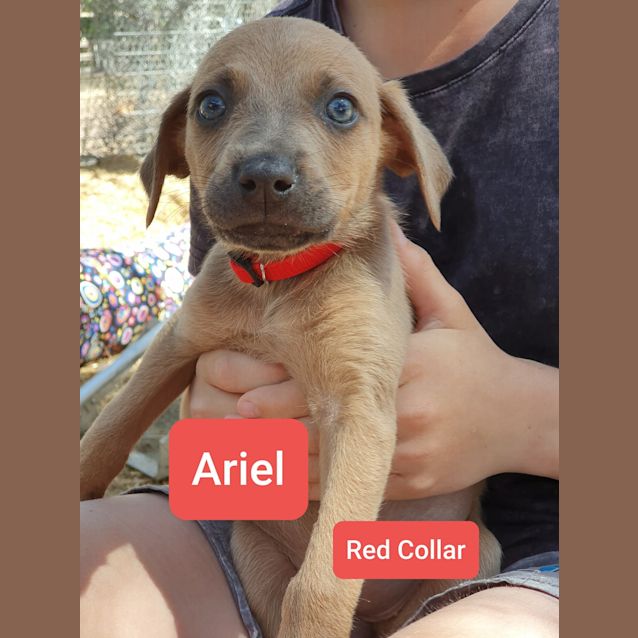 Photo of Ariel