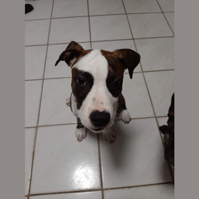 Photo of Panda