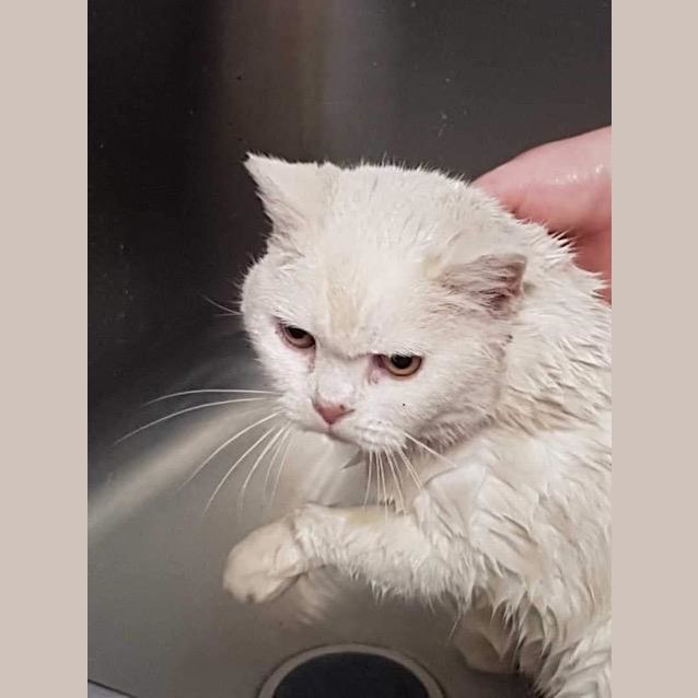 Photo of Snowy