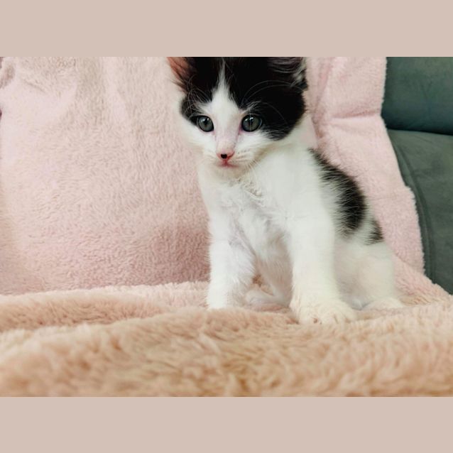 Photo of Olive ~ 7 Week Old Kitten