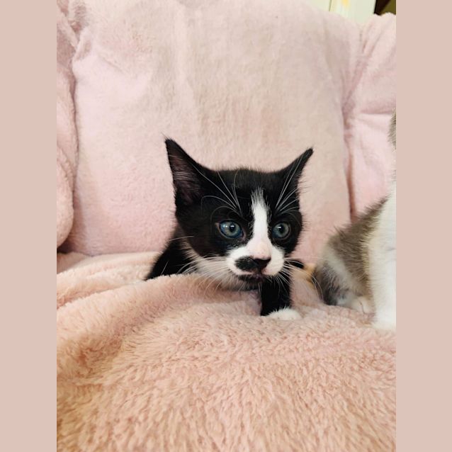 Photo of Gherkin ~ 7 Week Old Kitten