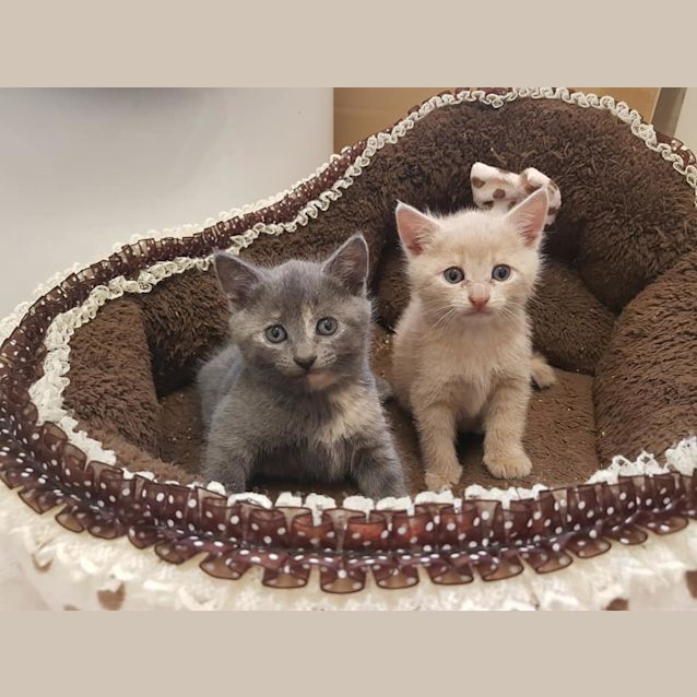 Photo of Gracie   Processing Applications!