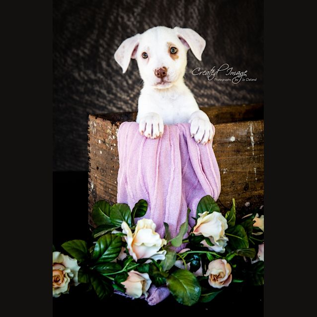 Photo of Coco