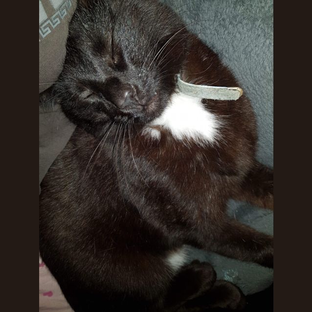 Photo of Jasper Kitty