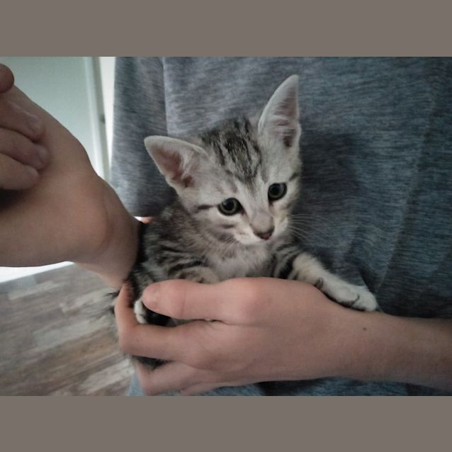 Photo of Arrow
