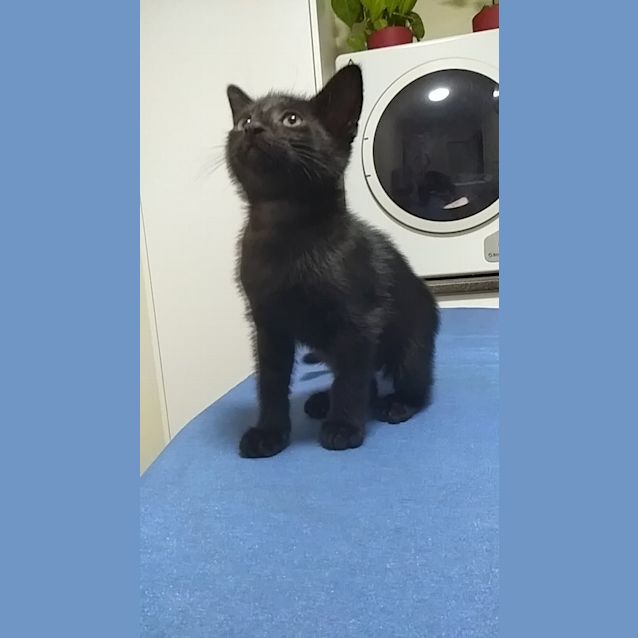 Photo of Archer