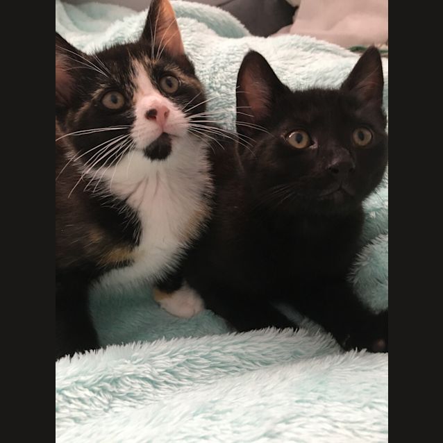 Photo of Kody And Pekoe