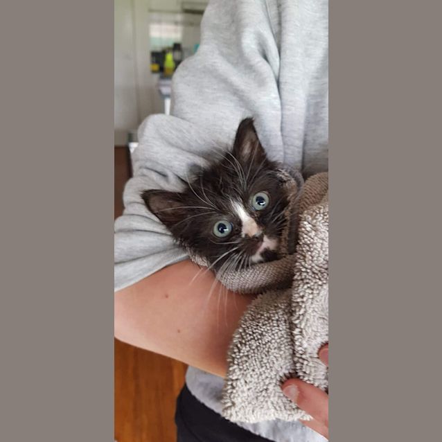 Photo of Angus   Available Early December