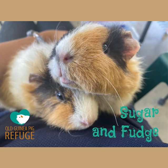 Photo of Sugar And Fudge