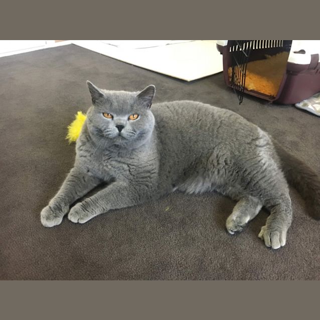 Photo of Basil
