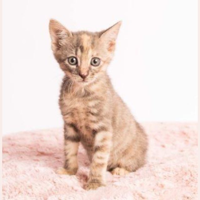 Photo of Abby