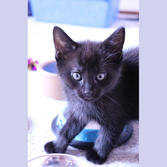 Photo of Salem And Draco